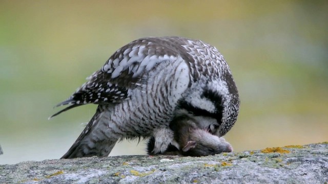Northern Hawk Owl (Eurasian) - ML201210481