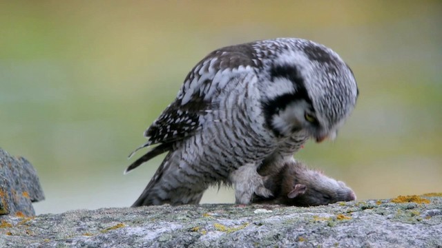 Northern Hawk Owl (Eurasian) - ML201210491