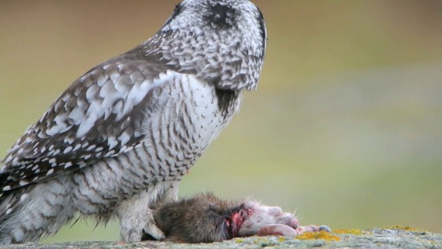 Northern Hawk Owl (Eurasian) - ML201210501