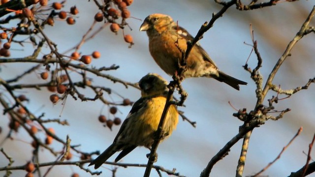 White-winged Crossbill (bifasciata) - ML201210571