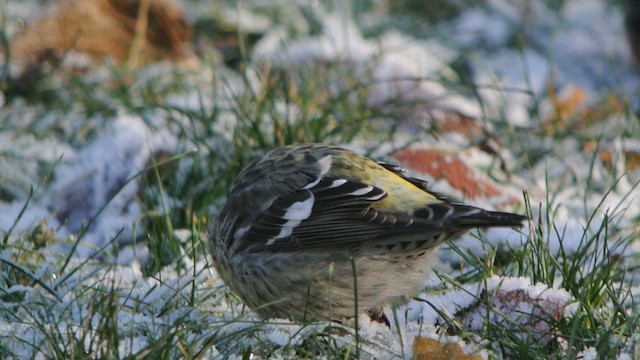 Белокрылый клёст (bifasciata) - ML201210581