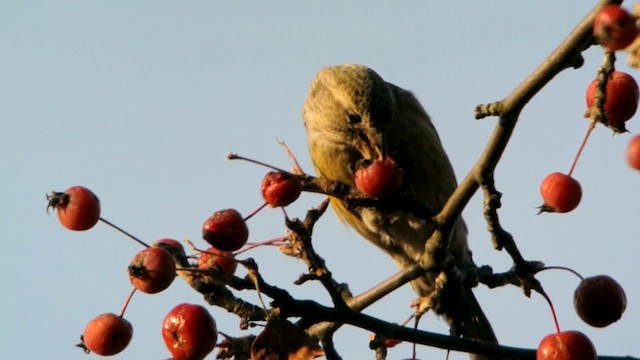 Белокрылый клёст (bifasciata) - ML201210591