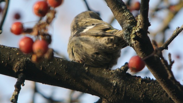 White-winged Crossbill (bifasciata) - ML201210601