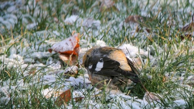 White-winged Crossbill (bifasciata) - ML201210611