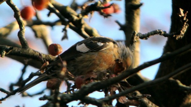 Белокрылый клёст (bifasciata) - ML201210641