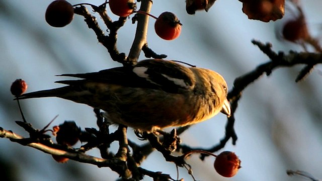 Шишкар білокрилий (підвид bifasciata) - ML201210651