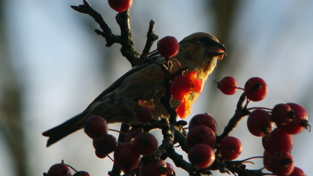 White-winged Crossbill (bifasciata) - ML201210661