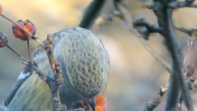 Белокрылый клёст (bifasciata) - ML201210671