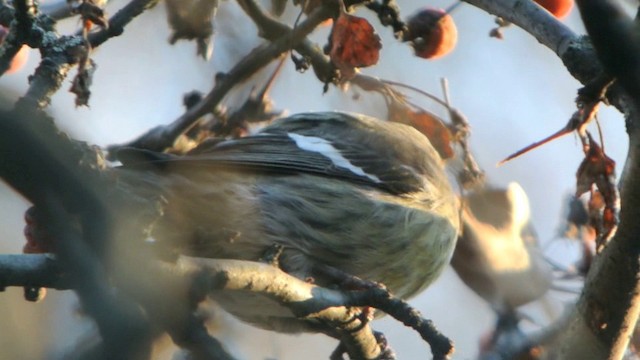 Белокрылый клёст (bifasciata) - ML201210691