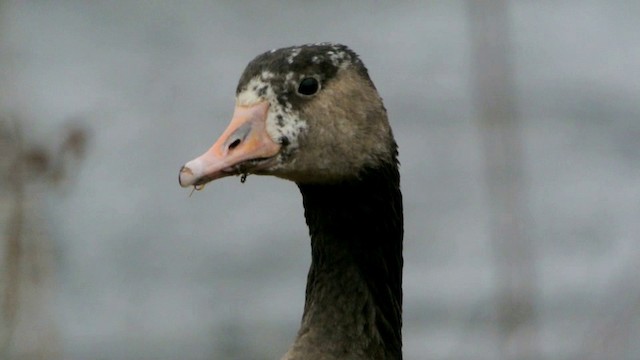 Graylag x Canada Goose (hybrid) - ML201210731