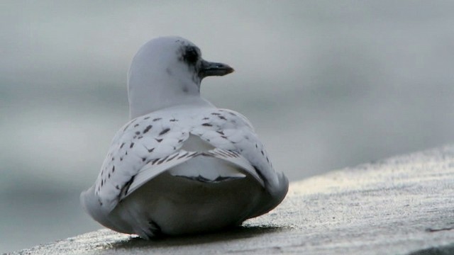 ゾウゲカモメ - ML201210851