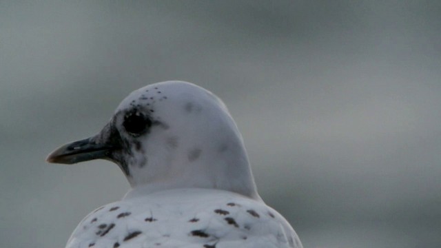 ゾウゲカモメ - ML201210861