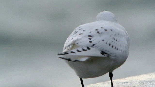 ゾウゲカモメ - ML201210871