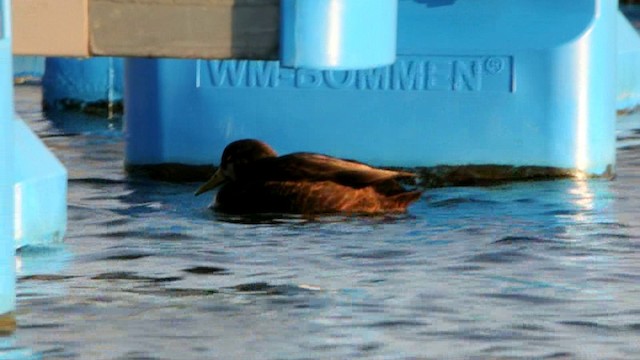 雑種 マガモ ｘ アメリカガモ - ML201210891
