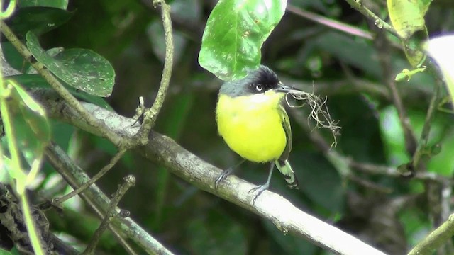 ハシナガタイランチョウ（cinereum グループ） - ML201210971