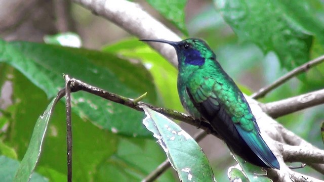 Colibri cyanote (cabanidis) - ML201211011