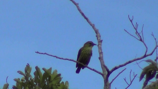 Three-wattled Bellbird - ML201211061