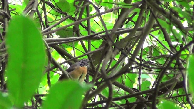 Rufous-breasted Wren - ML201211081