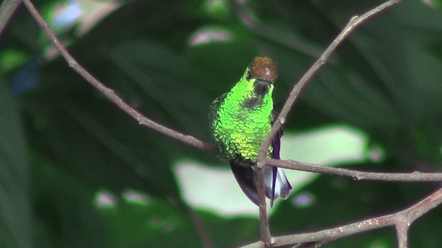kobberkronekolibri - ML201211111