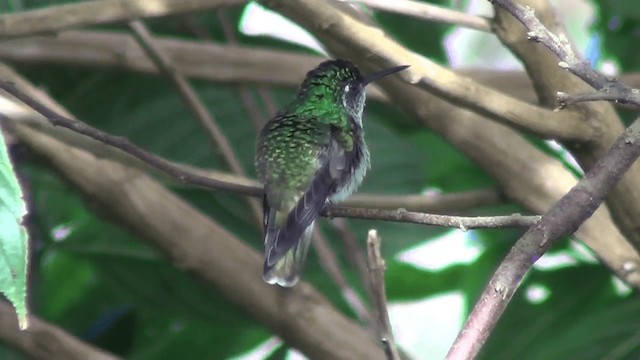 White-bellied Mountain-gem - ML201211131