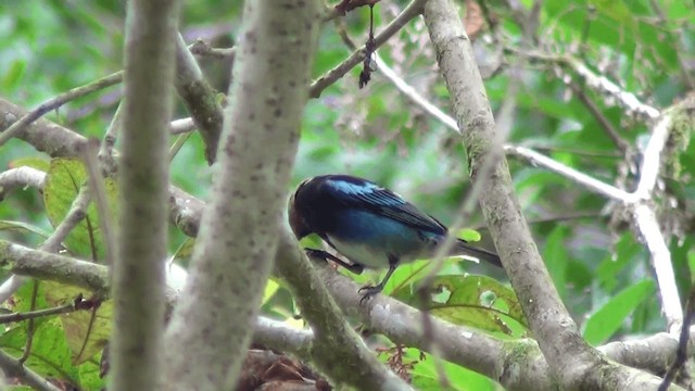 Golden-hooded Tanager - ML201211151