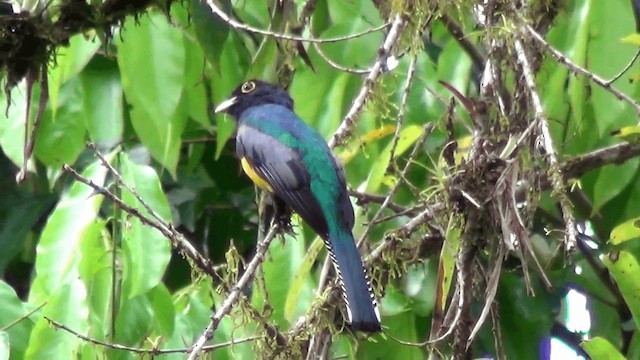 Gartered Trogon - ML201211171