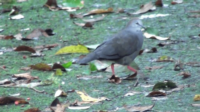 ハイイロシャコバト（cerviniventris） - ML201211181