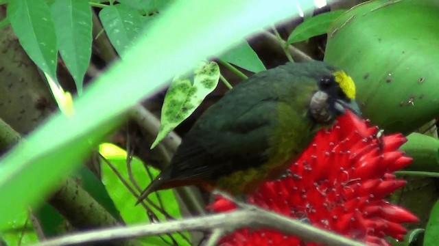 Olive-backed Euphonia - ML201211191