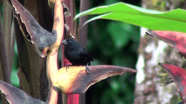 Variable Seedeater (Black) - ML201211221