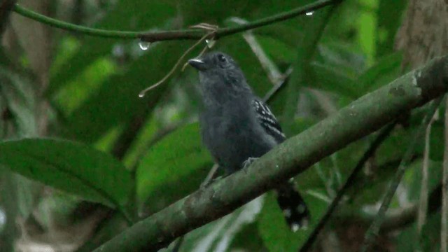 Black-crowned Antshrike - ML201211231