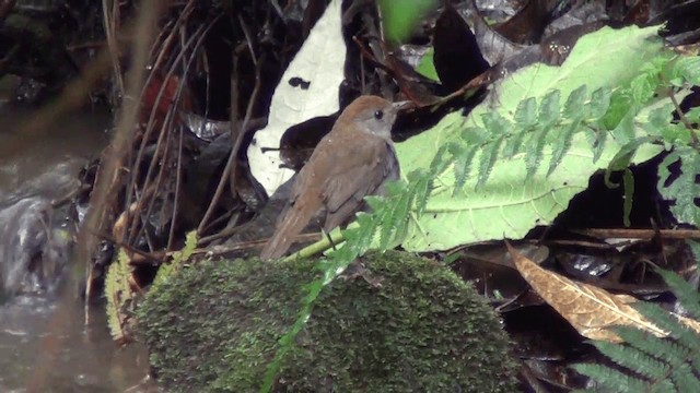 Ruddy-capped Nightingale-Thrush - ML201211241