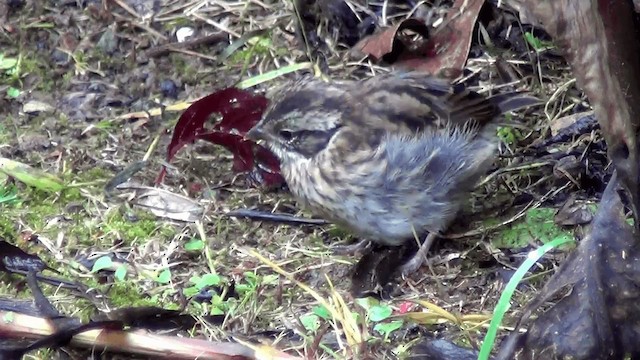 アカエリシトド（capensis グループ） - ML201211251