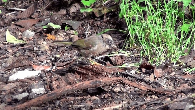 Black-cheeked Warbler - ML201211261