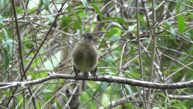 Mosquero Cabecinegro - ML201211301