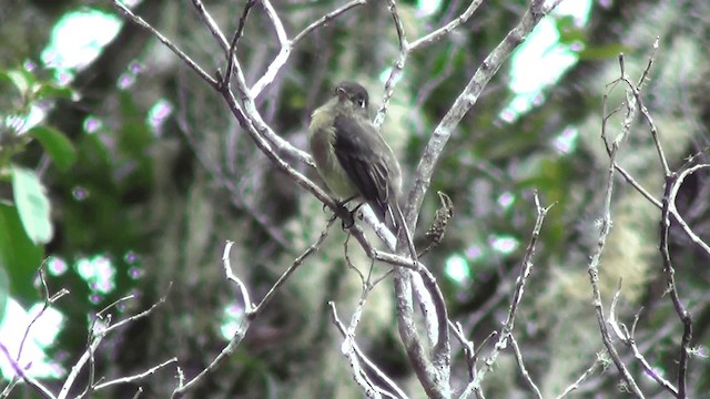 Mosquero Cabecinegro - ML201211311