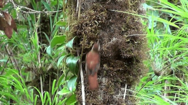 Ruddy Treerunner - ML201211341