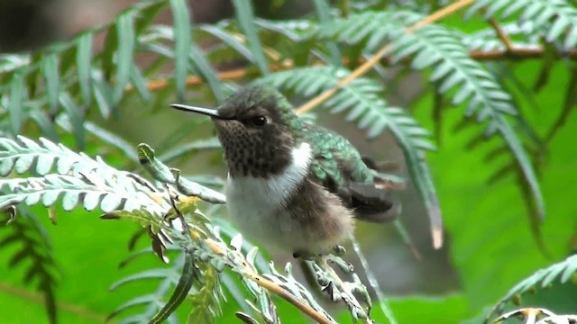 Volcano Hummingbird (Heliotrope-throated) - ML201211361