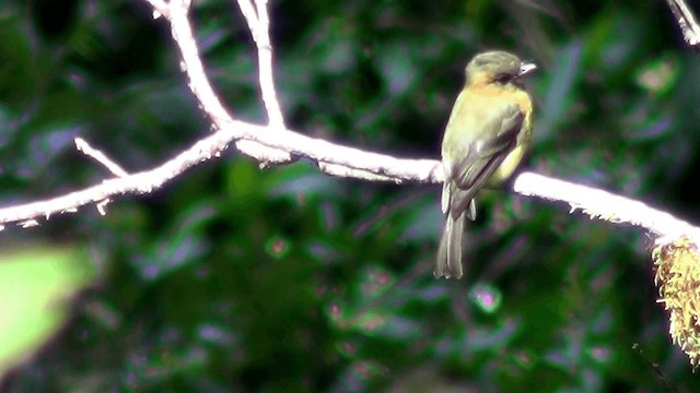 Gelbbauch-Schnäppertyrann (aurantiiventris) - ML201211371