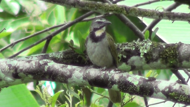 Buff-throated Saltator - ML201211401