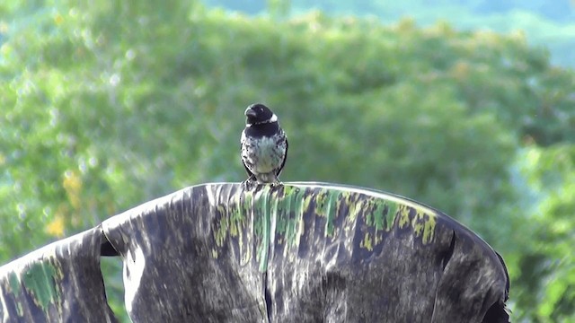 Değişken Renkli Tohumcul [ophthalmica grubu] - ML201211411