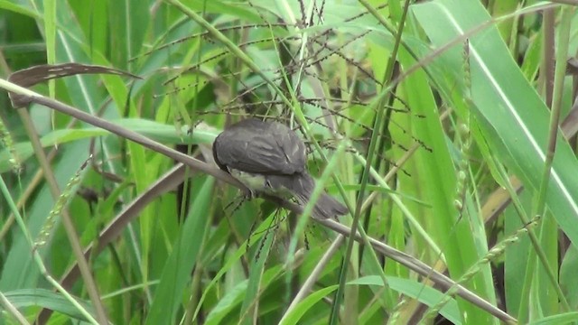 Yellow-bellied Seedeater - ML201211441
