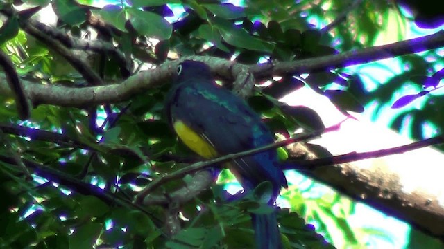 Kara Başlı Trogon - ML201211491