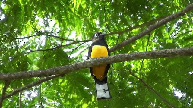 Trogon à tête noire - ML201211501