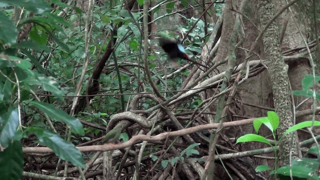 Long-tailed Manakin - ML201211571