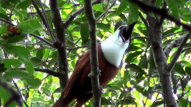 Three-wattled Bellbird - ML201211581