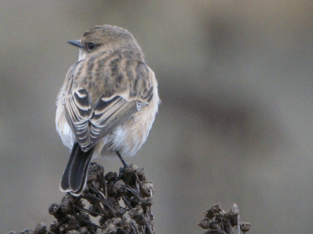 Siberian Stonechat (Siberian) - ML201211641