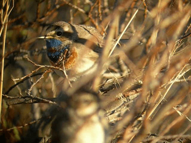 Bluethroat (Red-spotted) - ML201211681