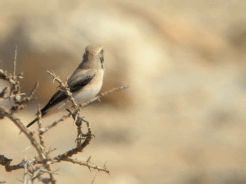 Desert Wheatear - ML201211931