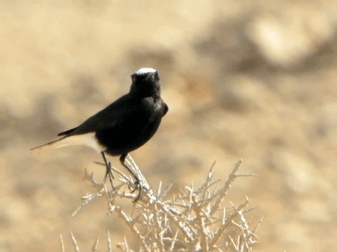 White-crowned Wheatear - ML201211941