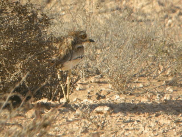 Eurasian Thick-knee - ML201211961